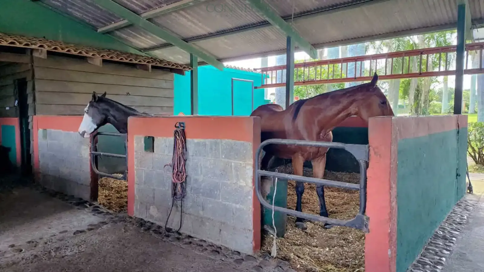 Alajuela, Alajuela, 3 Bedrooms Bedrooms, ,3 BathroomsBathrooms, ,4,500 m&sup2;sqr meters, Estate,For Sale,1151